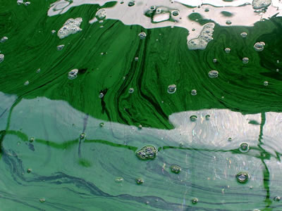 La spiruline, qu'est-ce que c'est ?